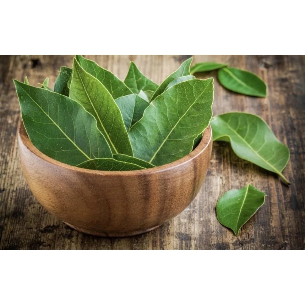 Daun Salam